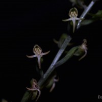 Habenaria dolichostachya Thwaites